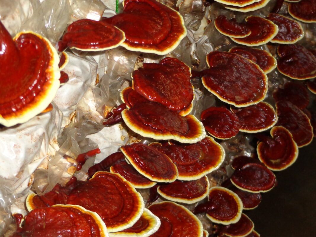 Reishi Mushroom Dosage For Weight Loss - Dxnpoint